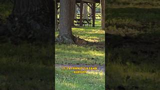 WhiteTailed Deer Odocoileus virginianus In Central Pennsylvania [upl. by Tristram]