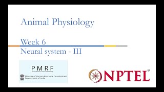 Neural System III PMRFNPTEL Session on Animal Physiologynoc24bt56 Week 6 [upl. by Nebe]