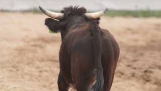 Steer refuses to Wrestle with Hiyo Yazzie in Sells Arizona 81st Annual Tohono Oodham Rodeo 00040 [upl. by Nellda621]