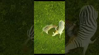 Zebra fight wildlife zebra gangle fighting foryourpage youtubeshort amazon forest brazil [upl. by Akinajnat581]