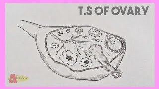 How to Draw TS of Ovary Diagram Easy Tutorial  Transverse Section of Ovary  Abhishek Educare [upl. by Etneciv704]