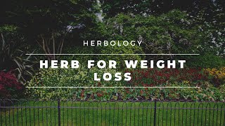 Herbology Great Herb for Weight Loss [upl. by Bohman3]