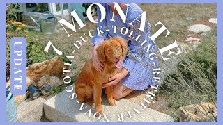 GrootUpdate NovaScotiaDuckTollingRetriever  Pubertät 7 Monate Training DuckToller [upl. by Marshall]