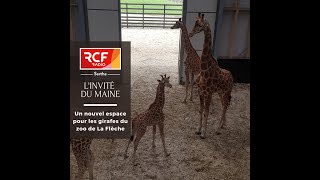 LINVITÉ DU MAINE  Un nouvel espace pour les girafes du zoo de La Flèche [upl. by Robbin218]