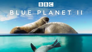 Mobula Rays from Blue Planet II  Hans Zimmer Jacob Shea David Fleming Score  Audio by ear [upl. by Greta]