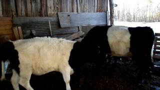 Heifer and Cow in Standing Heat Cattle Mounting Each Other [upl. by Nyrehtac]