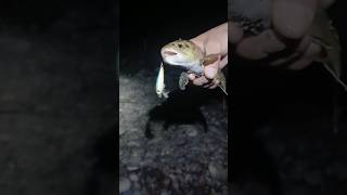 Another 1 lure kill brown trout night fishing sexy shad color [upl. by Aldora851]