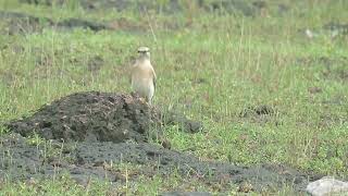 isabeliyane wheaterOenanthe isabellina [upl. by Adnauqahs]