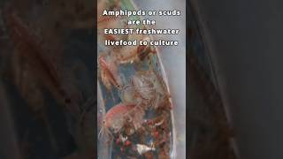 Breed amphipods in your planted tank the easiest freshwater live food 🦐🐟 shorts aquarium [upl. by Sigismondo]