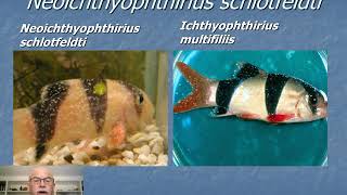 Nr6 Aquarium fish disease ICH Ichthyophthirius White Spot disease prevention amp treatment [upl. by Miles]