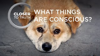 What Things are Conscious  Episode 508  Closer To Truth [upl. by Ignacia]