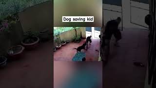 Dog Saves Kid From Attack [upl. by Tollman154]