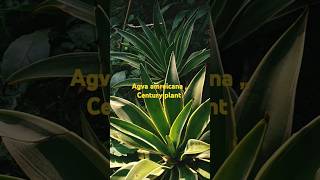 Agave amreicana Century plant plants naturelovers priya singh gardinng [upl. by Lehcim]