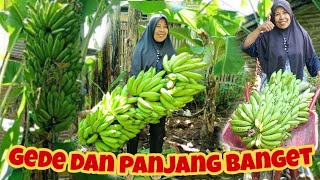 CARA MUDAH PANEN PISANG SUPER BESAR [upl. by Atte746]