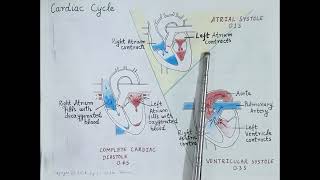 Cardiac Cycle Cardiovascular System Part 7  Dr Shikha Parmar [upl. by Nodnol]