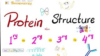 Protein Structure Primary Secondary Tertiary and Quaternary  Biochemistry [upl. by Marvin]