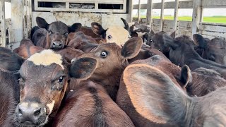 Spring Cattle Work Part 2 Winter Pasture [upl. by Meadows]