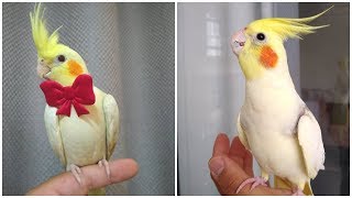 Cockatiel Best Singing and Talking Companion in the World  Cockatiel Singing training video 2020 [upl. by Anidnamra251]