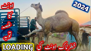 camel uploading 2024  camel mandi 2024 [upl. by Delwyn]