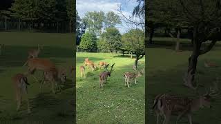 Deers in park [upl. by Noeled726]