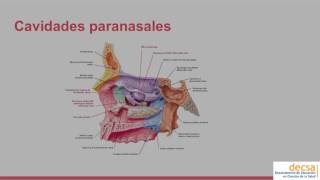 Cavidad Nasal  Anatomía [upl. by Nilerual881]