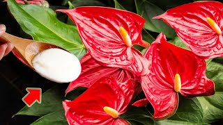 Just Pour 1 Spoon Anthurium Grows 1001 Roots And Blooms After Just 1 Night [upl. by Garda]