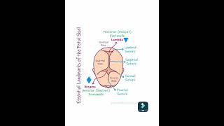 Location of Fontanelle  structure  closeing time [upl. by Brogle]