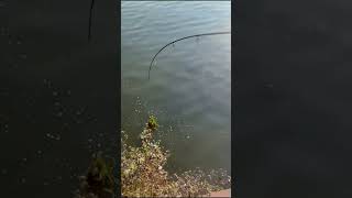 Fishing at Pickering Frenchman’s bay pickering canadatravels seabass fishing fishingcanada [upl. by Peednus]