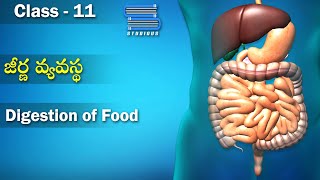 జీర్ణ వ్యవస్థ  Digestion of Food  Digestion and Absorption  Class 11 Biology  Studious Telugu [upl. by Aisac]