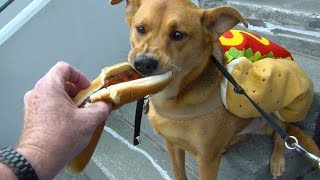 PHIATL Fans canines enjoy Bark in the Park [upl. by Heidt]