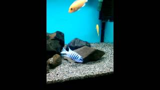 Melanochromis johanni eastern Gome display [upl. by Caspar]