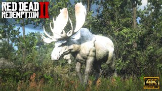 LEGENDARY INAHME ELK  4K HDR RED DEAD REDEMPTION 2 ONLINE reddeadredemtion2 [upl. by Palestine820]