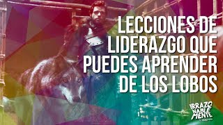 Los grandes consejos de liderazgo que puede enseñarte un lobo [upl. by Marleen]