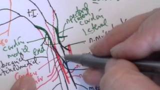 ANATOMÍA 20 PLEXO BRAQUIAL [upl. by Chretien102]