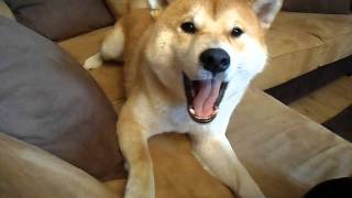 Angry Shiba Inu part 1 [upl. by Nakada]