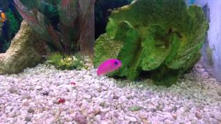 Strawberry Basslet at Sailfin Pet Shop [upl. by Nobie330]