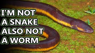 Caecilian facts theyre amphibians  Animal Fact Files [upl. by Llener]