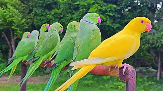 Indian Ringneck Parrot Natural SoundsVoices [upl. by Hudson]