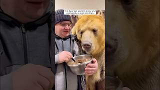 This bear get electric shock and rescued by a man and then [upl. by Eledoya311]