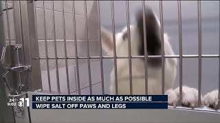 Think of your pets during these dangerously cold temps [upl. by Allsopp]