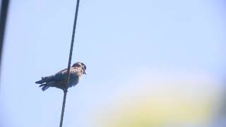 Oriental dollarbird，佛法僧 [upl. by Prudie]