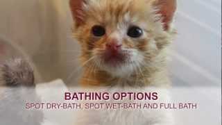 Orphaned Kitten Care How to Videos  How to Bathe an Orphaned Kitten [upl. by Melvyn477]