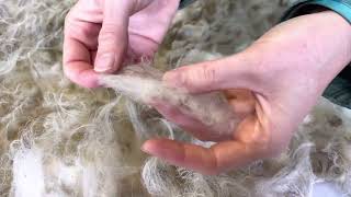 Characteristics of Boreray sheep fleece [upl. by Aicilra241]