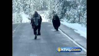 Wild Photos Capture Grizzly Chasing Bison in Yellowstone National Park  BEAR VS BISON [upl. by Edveh626]