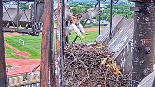 Fledgling N2 Returns To Cornell Hawks Nest To Snack On Squirrel Cam 2 – June 11 2024 [upl. by Willie]