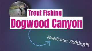 Trout fishing spring fed waters of Dogwood Canyon with fly gear and spinning tackle in Lampe MO [upl. by Adelina]