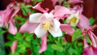 How to Grow Aquilegia From Seed [upl. by Adnoluy419]