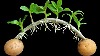 Few people know how to propagate orchids with just one potato [upl. by Homans]