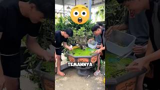 Orang Orang Ini Terkejut Melihat Kolam Ikannya Menjadi Sangat Buruk ‼️😱shorts [upl. by Orutra555]