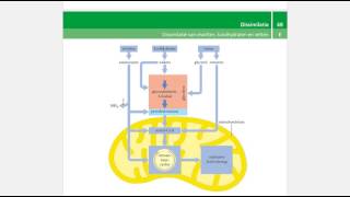 Binas tabel 68E  dissimilatie van eiwitten koolhydraten en vetten [upl. by Paz830]